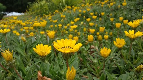 Close-up of yellow flowering plants on field