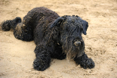 Close-up of black dog