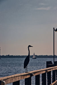 Seagull perching on railing against sea during sunset