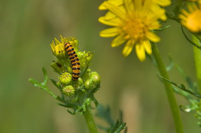 animal wildlife