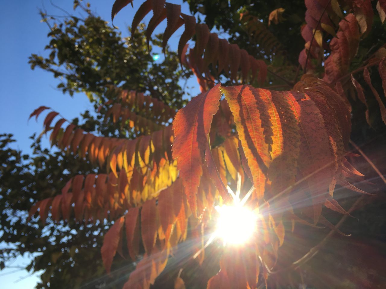 LOW ANGLE VIEW OF TREE AGAINST ORANGE SKY