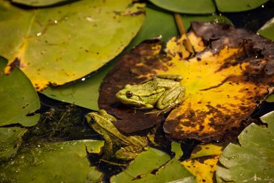 High angle view of leaves floating on water and frog's 