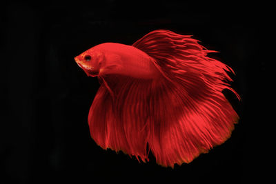 Close-up of fish in sea against black background