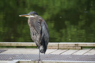 Close-up of heron perching on wooden structure