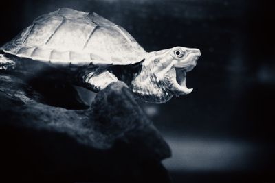 Close-up of turtle in aquarium