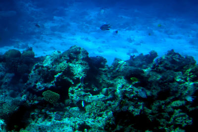 Fish swimming in sea