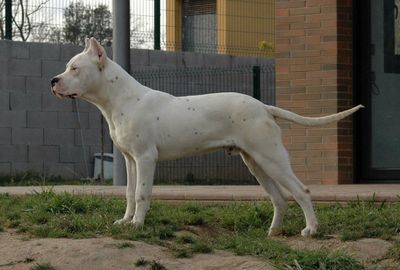 Side view of pit bull terrier dog
