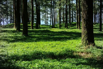 View of trees in forest