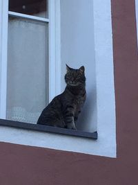 Portrait of cat sitting on window sill