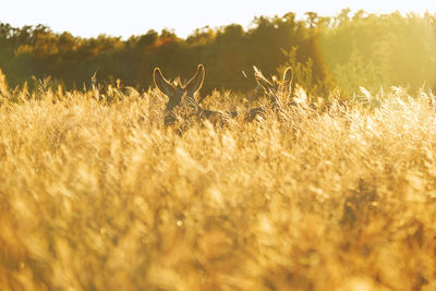 View of deer on field