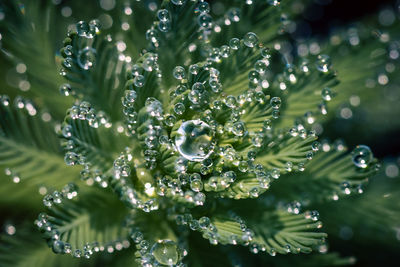 Close-up of christmas tree