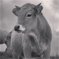 Close-up of two goat