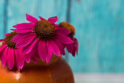 Close-up of pink flower