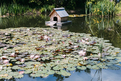 A beautiful small pond with blooming lilies and a birdhouse. water lilies. natural landscape design
