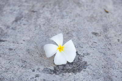 Close-up high angle view of white flower