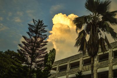 Low angle view of palm trees against sky