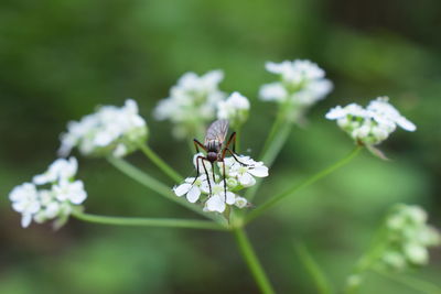 Close-up of insect on flower