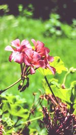 Close-up of pink flowers