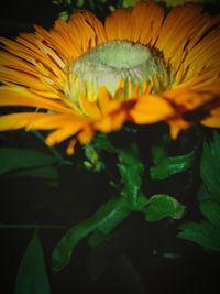 Close-up of sunflower