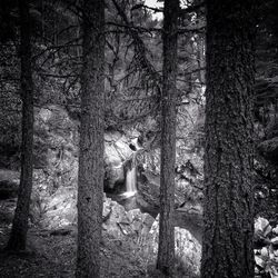 Bare trees in the forest