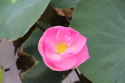 High angle view of pink lotus water lily