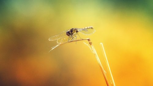 Close-up of insect on plant