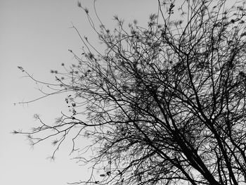 Low angle view of silhouette bare tree against sky