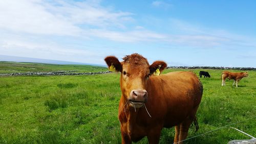 Cows on field against sky