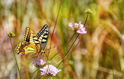 Close-up of butterfly pollinating on flower