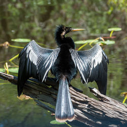 bird