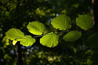 Close-up of leaves