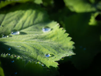 Close-up of raindrops on leaves