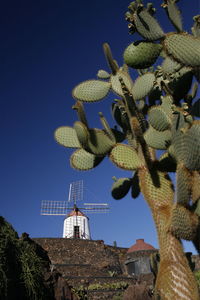 Low angle view of cactuses against traditional windmill