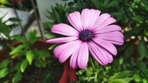 Close-up of pink flower blooming outdoors