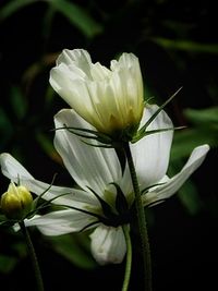 Close-up of white flower