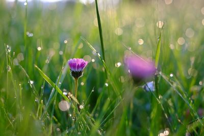 Close-up of flowers blooming on field