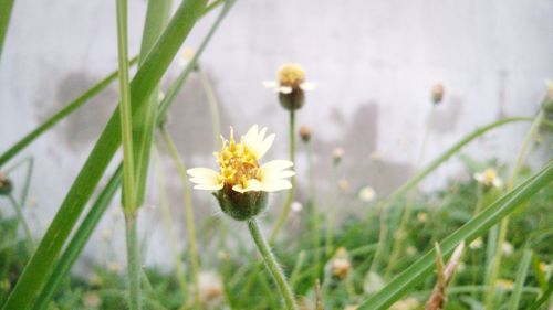 Close-up of yellow flower blooming in field