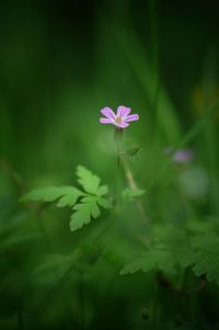 Close-up of pink flower blooming outdoors