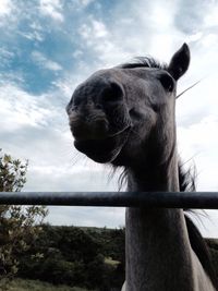 Close-up of an animal against the sky