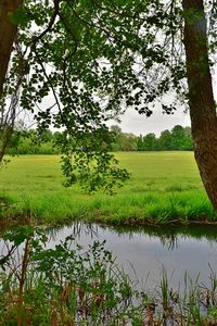 Scenic view of field by lake