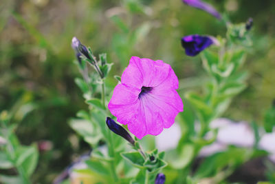 Close-up of purple flowering plant