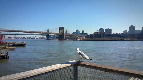 Seagull flying over river