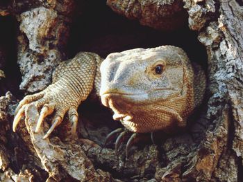 Peek a boo. lizard in a tree