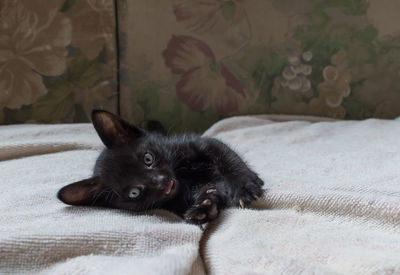 Portrait of black cat relaxing on bed at home