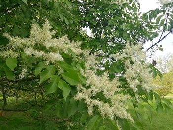 Low angle view of flower tree