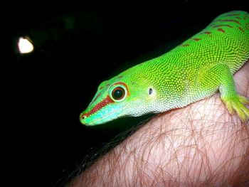 Close-up of a hand holding lizard