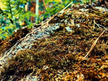 Close-up of moss growing on ground