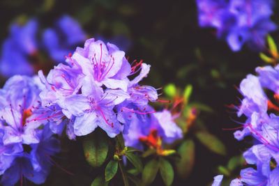 Close-up of purple flowers blooming