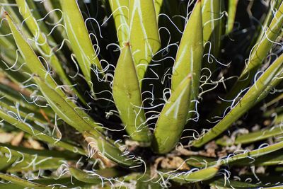 Close-up of succulent plant