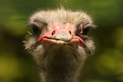 Close-up portrait of bird